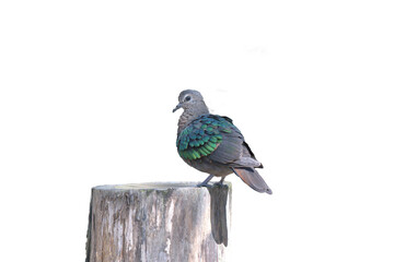 Obraz premium pigeon on white background