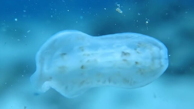 Transparent Jellyfish Floating in the Ocean With a Blue Background.