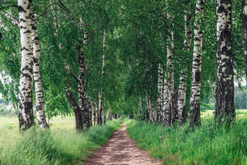 Obraz premium Scenic dirt path through a symmetric birch tree alley in a summer park