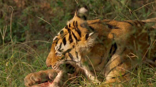 Slow Motion Bengal Tiger Eating Softshell Turtle, Rare Predator Behavior India, Ranthambore Wildlife Action
