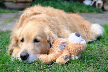 An adult Golden Retriever dog plays in the garden with teddy bear. Freedom and happiness concept.
