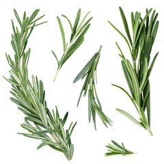 A bunch of fresh rosemary sprigs,  isolated on transparent background