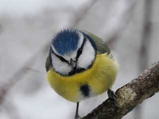 Fototapeta premium Blaumeise, Cyanistes caeruleus