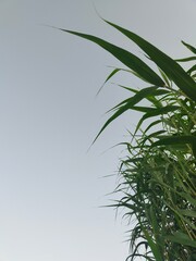 Obraz premium Green reed leaves against clear sky, minimal nature background, fresh botanical wallpaper
