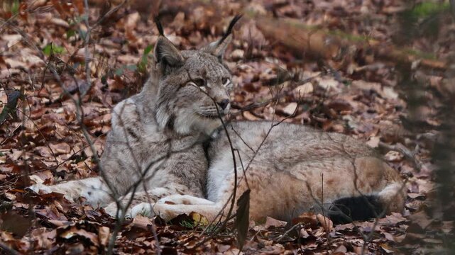 a lynx in a autumn forest 4k 25fps video