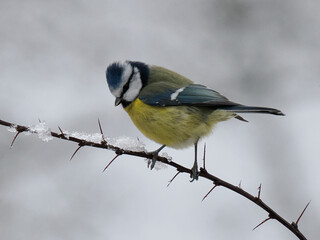 Naklejka premium Blaumeise, Cyanistes caeruleus