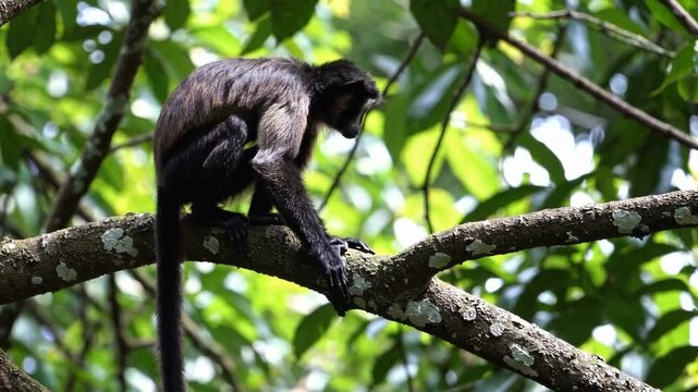 A dark-furred primate sits perched on a thick diagonal branch amidst lush tropical canopy leaves. This scene captures the quiet behavior of a monkey in a high-contrast, sun-dappled forest setting.