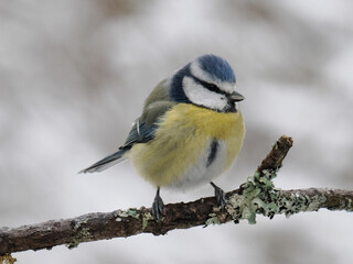 Fototapeta premium Blaumeise, Cyanistes caeruleus