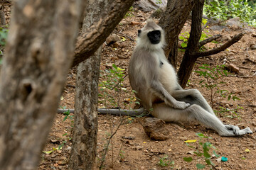 Fototapeta premium 2025-Inde-2915