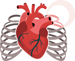 Human heart with arteries and ribs anatomy Vector isolated on transparent bg