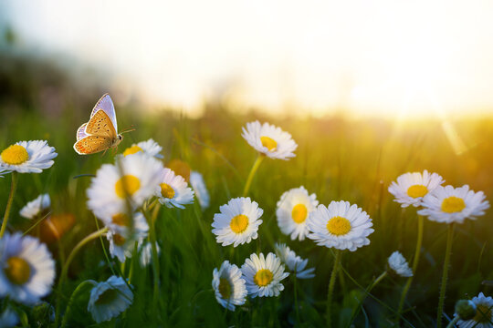 Butterfly resting on wild daisy in April May meadow during golden hour.