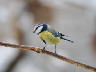 Naklejka premium Blaumeise, Cyanistes caeruleus