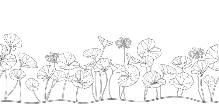 Horizontal eamless pattern with outline Centella (asiatic pennywort) or gotu kola flower and leaves in black on the white background.
