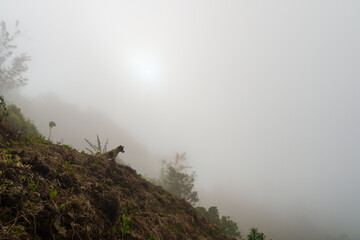 A dog is positioned on a steep mountain slope with dense fog obscuring the surrounding landscape....