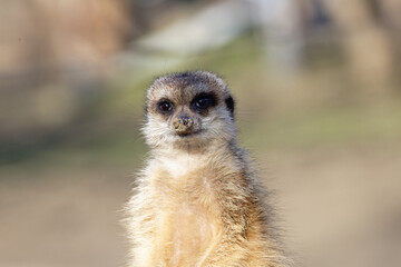 Fototapeta premium Meerkat standing and looking at the camera