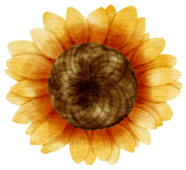 Fototapeta premium Sunflower flora watercolor style for Decorative Element