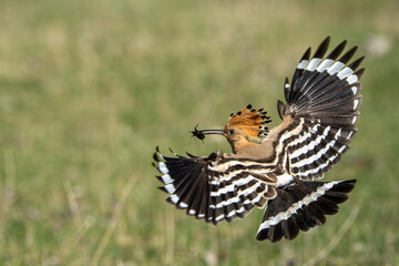 Eurasian hoopoe. © pityke70