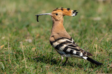 Eurasian hoopoe. © pityke70