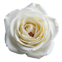 Beautiful white rose flower isolated on transparent background