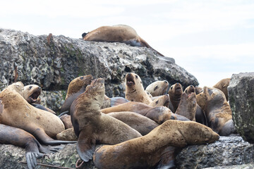 Steller sea lion's rookery. Nevelsk, Sahalinskaya Oblast, Russia