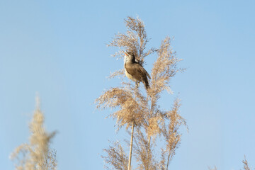Great reed warbler sitting on a reed against a blue sky