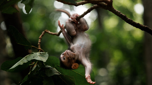 Little monkey kid hanging upside down on the tree in the sacred forest in Ubud Bali