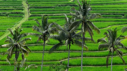 Fototapeten Reisfelder Jatiluwih rice terraces and palm trees on Bali   © Юрий Крылов
