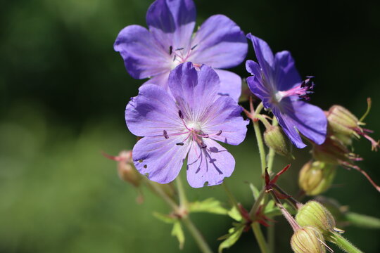 Geranium pratense (meadow cranesbill) growing in a meadow