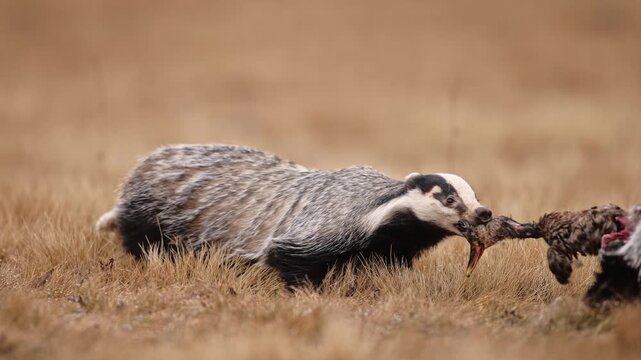 A pair of Badger (Meles meles) eating a duck on grassland. The animals are obviously competing with each other, struggling for every piece of meat, but one of them is highly dominant. Winter wildlife