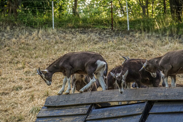 mehrere B&ouml;cke im Gehege draussen