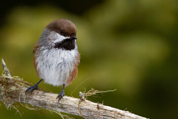 A boreal chickadee perched on a branch © Simon