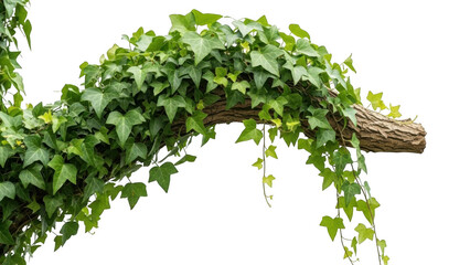 Lush green ivy growing on a curved tree branch