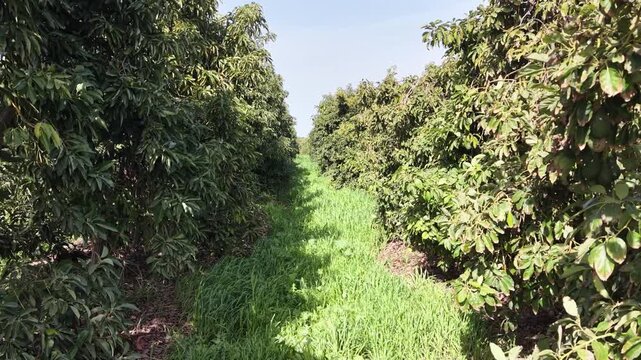 Aerial drone view of an avocado orchard with neatly aligned rows of green trees in agricultural farmland. Scenic countryside landscape showcasing organized plantation patterns, sustainable farming and
