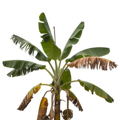 Banana tree with green and yellow leaves isolated on a transparent background