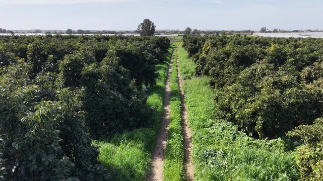 Aerial drone view of an avocado orchard with neatly aligned rows of green trees in agricultural farmland. Scenic countryside landscape showcasing organized plantation patterns, sustainable farming and