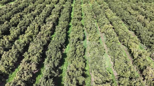 Aerial drone view of an avocado orchard with neatly aligned rows of green trees in agricultural farmland. Scenic countryside landscape showcasing organized plantation patterns, sustainable farming and