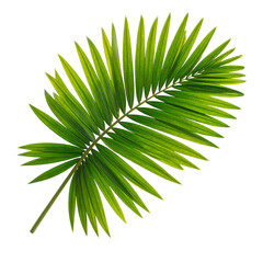 Fototapeta premium High-resolution image of a vibrant tropical palm leaf isolated on a black background. The detailed texture, natural green tones, and symmetrical fronds create a fresh botanical aesthetic. 