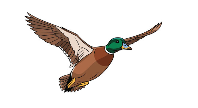 A vibrant mallard duck with a green head and brown body is captured mid-flight, wings fully extended against a stark white background.