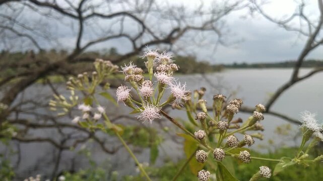 Siam Weed (Chromolaena odorata) White Flowers Blooming Near Lake, Wild Invasive Plant, 4K