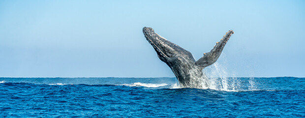 Buckelwal springt aus dem Meer, Breach im tiefblauen Ozean unter blauem Himmel © TobiasOehy