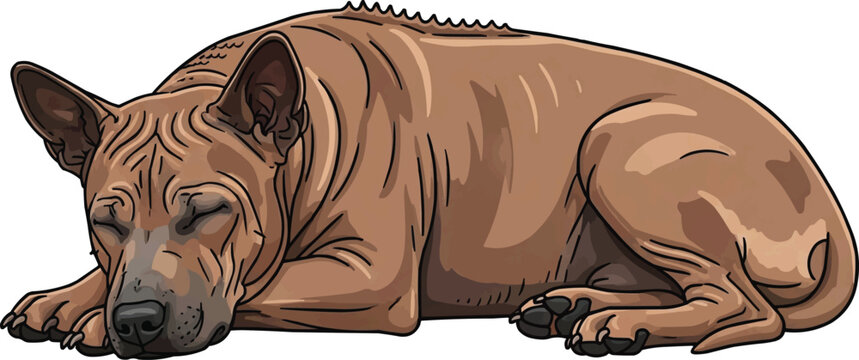 Thai Ridgeback Dog lying down relaxed sleeping pose illustration