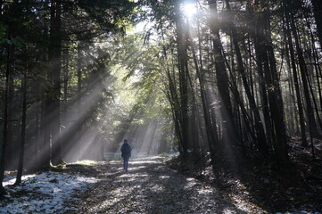 Idyllic alpine forest trail with sunlight and snow, South Tyrol / European Alps, ideal for outdoor exploration