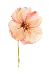 Peach poppy flower watercolor bloom on single stem isolated on white minimal botanical for wedding invitations and prints © Hanna