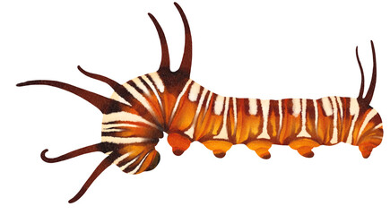 Obraz premium Caterpillar watercolor hand-painted on transparent background