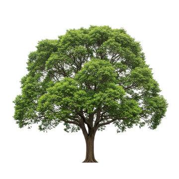 A large green tree with brown trunk and branches