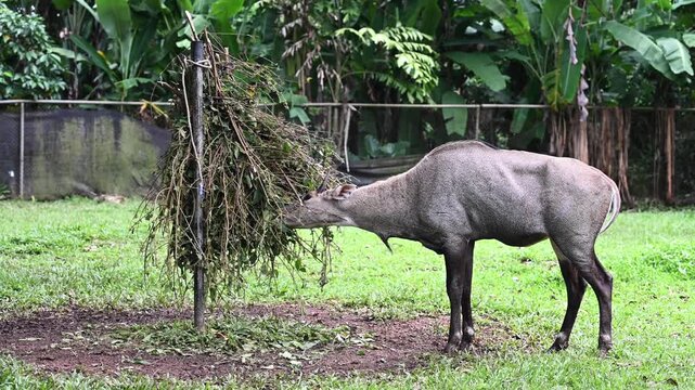 Nilgai antelope feeding in zoo enclosure
