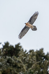 Obraz premium Bearded vulture flying over a pine forest during a snowstorm. Italian Alps.