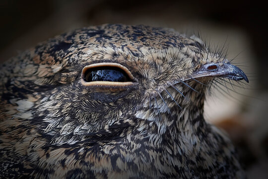 Standard-winged nightjar (Caprimulgus longipennis)