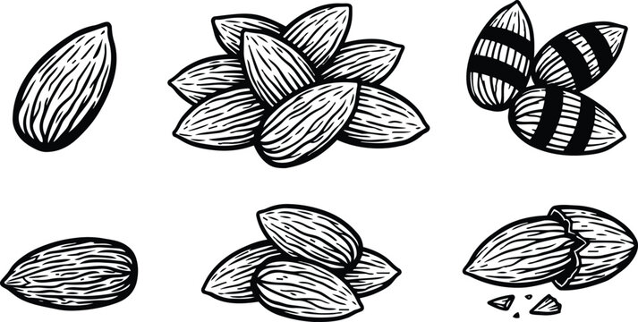 Line art top view almond kernels pile cracked shell close up detailed texture hand drawn monochrome vector food illustration set