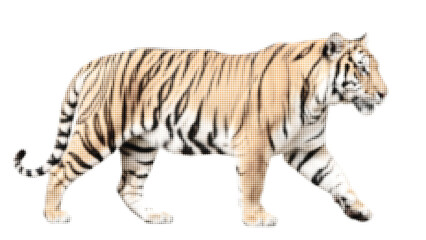 Fototapeta premium Tiger Full Body Wildlife Illustration with Halftone Texture
